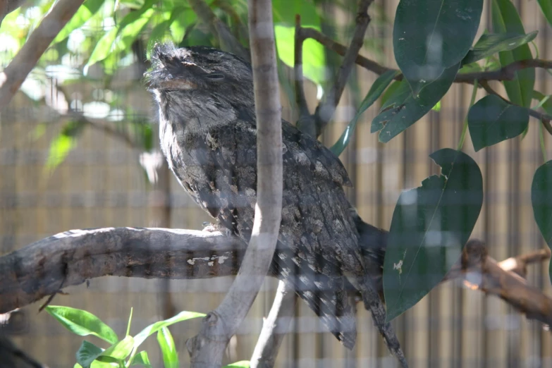 a owl is perched on a tree nch in a zoo