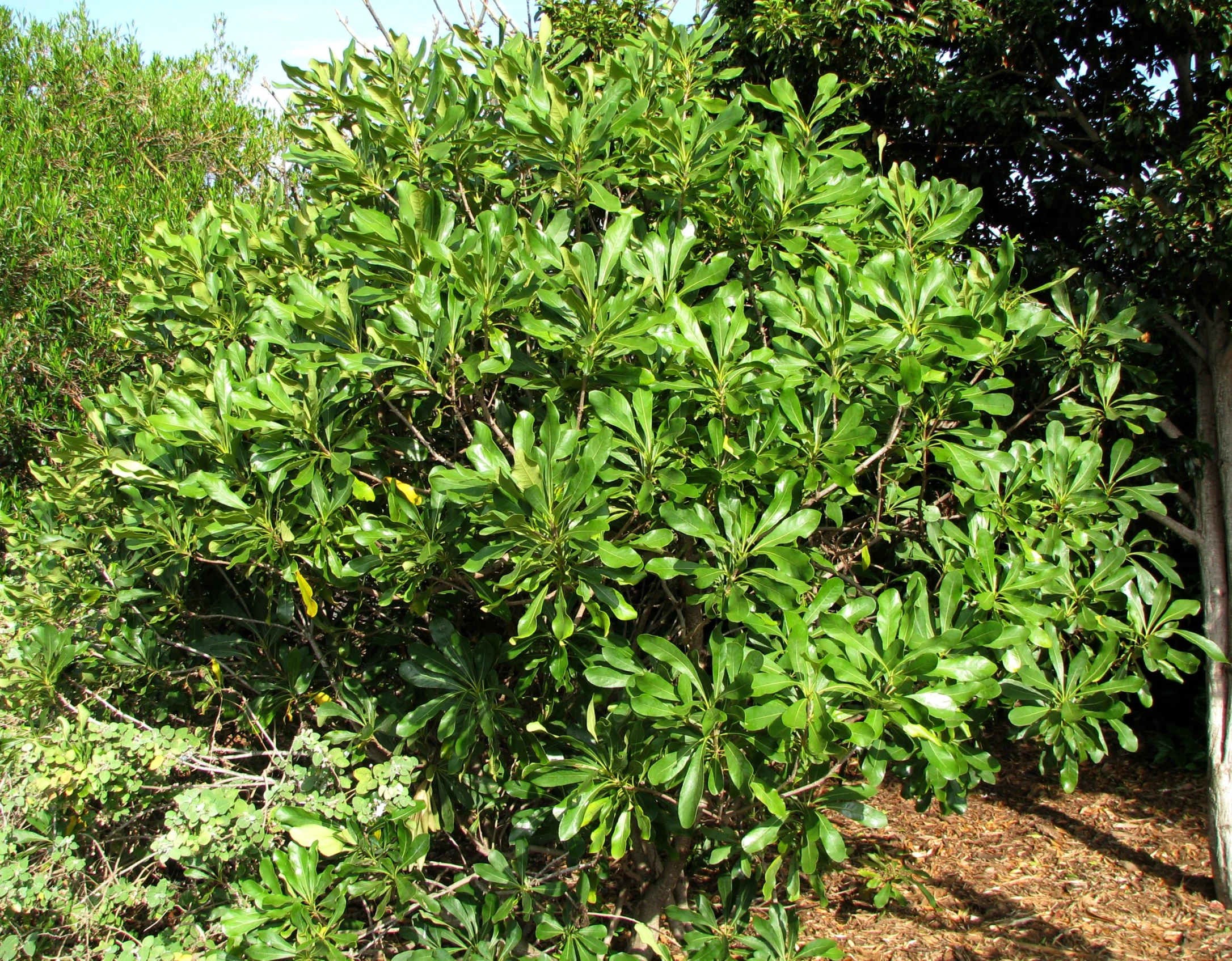 a lush green bush next to a tree in the woods