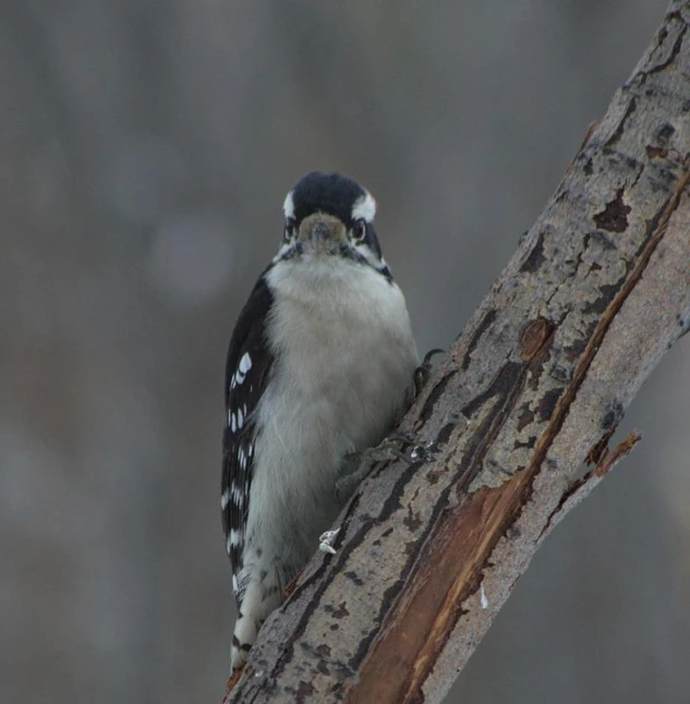 a small bird perched on top of a tree nch