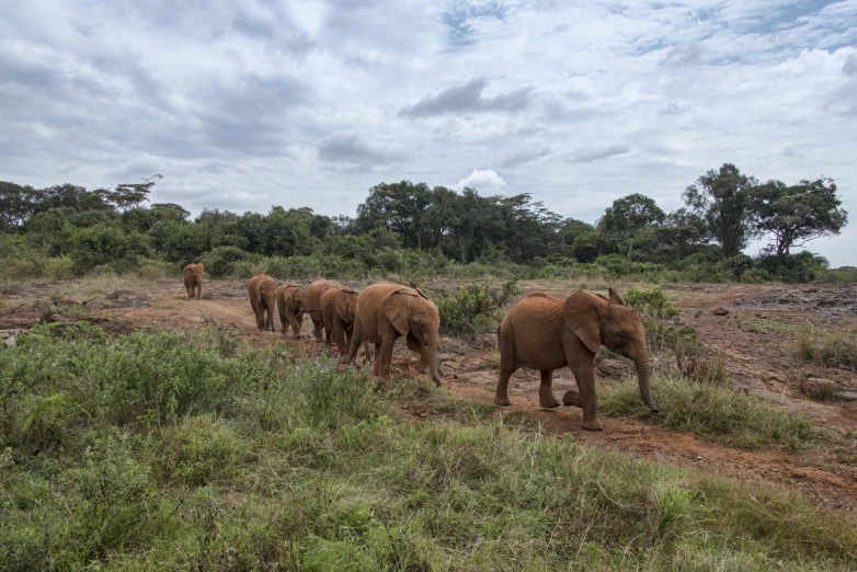 group of elephants walking away from each other in open grassy field