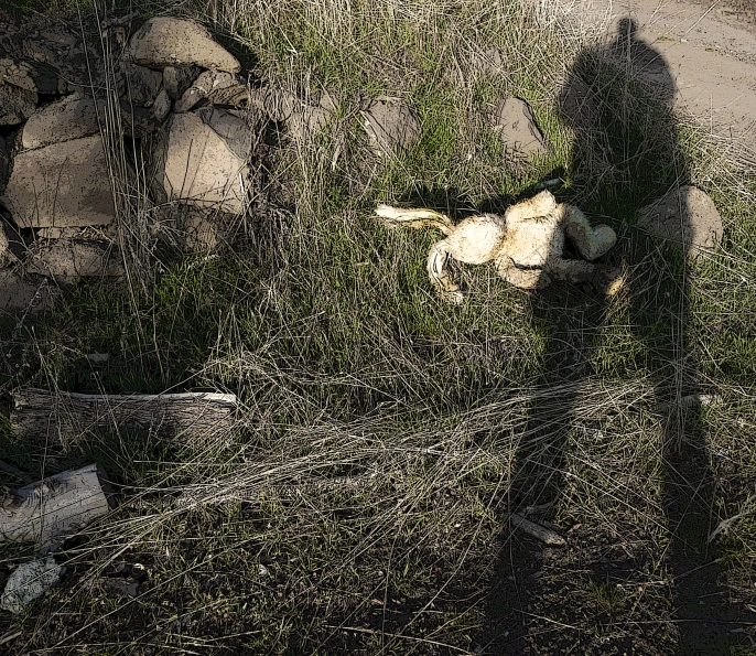 a person walking in grass holding soing with the shadow of them