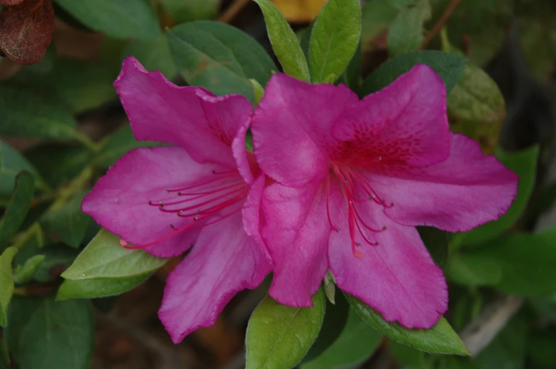 a pink flower with green leaves and petals