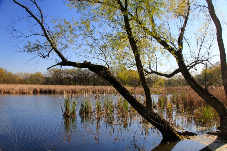 a tree growing out of water near a road