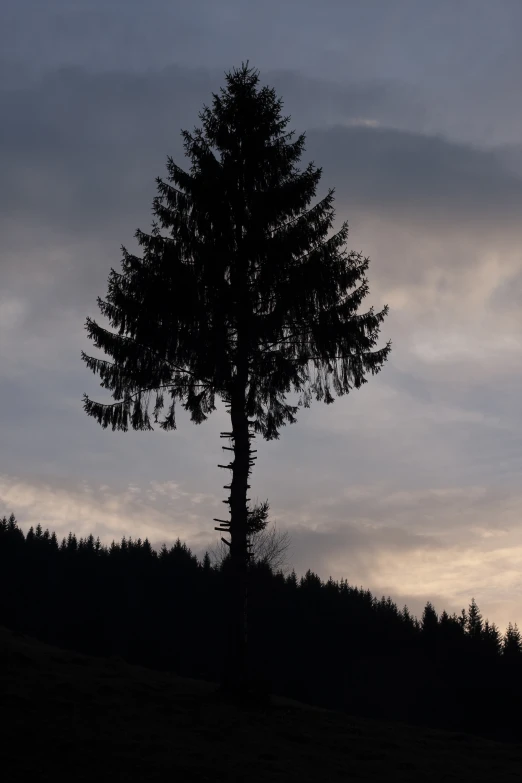 a tall pine tree silhouetted against a dark sky