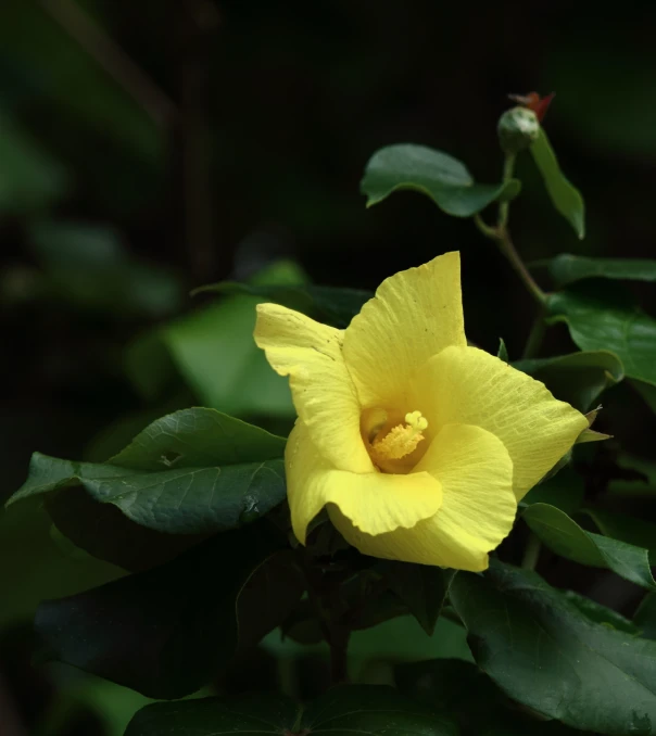 a single yellow flower in front of green leaves