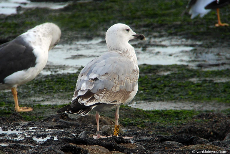 two seagulls sitting on a grassy area with some water