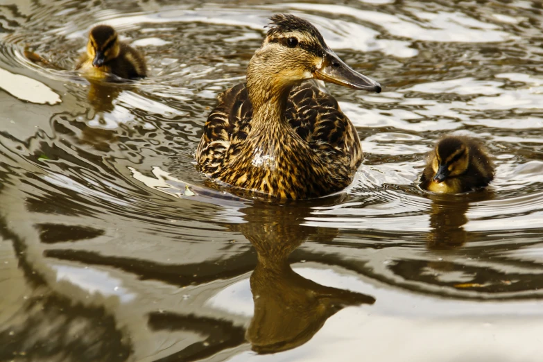 two ducks are floating on the water in front of another duck