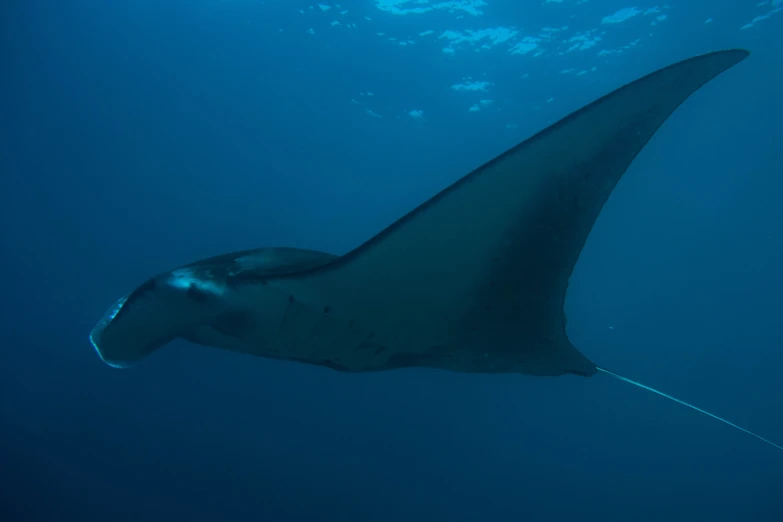 a manta ray swims beneath the blue water