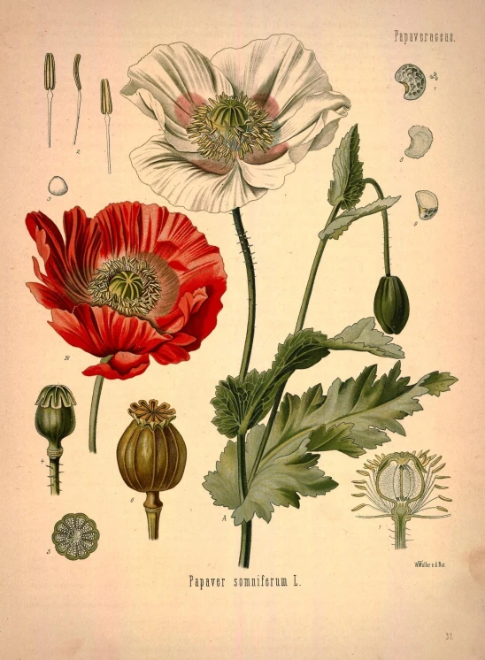 an illustration from the antique book flowers