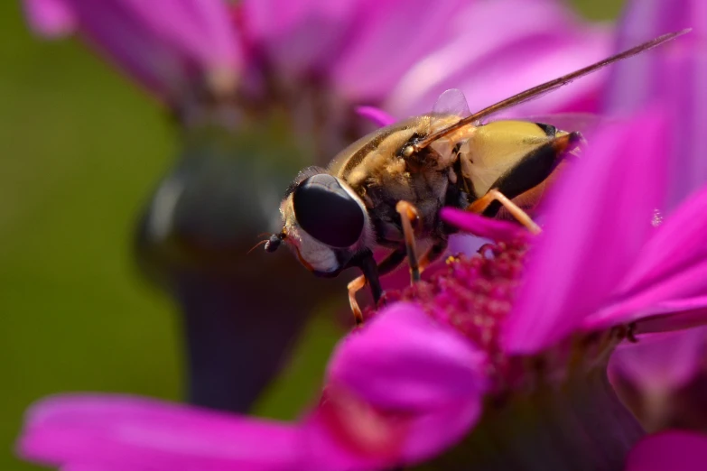 bee sits atop flower in close up po