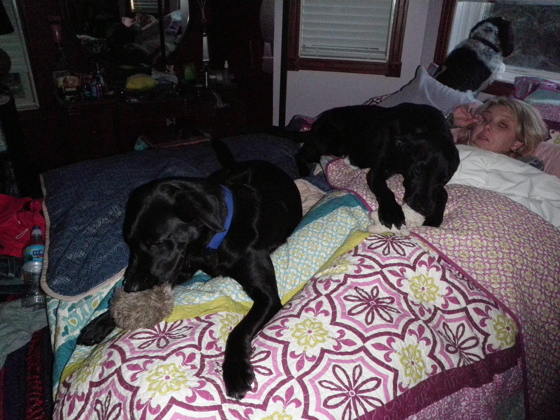 two dogs are laying on the back of a bed