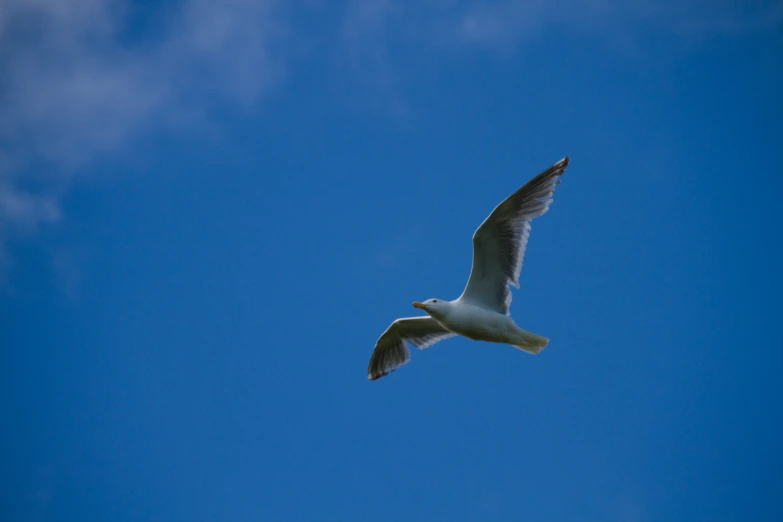 a bird in the sky and no clouds