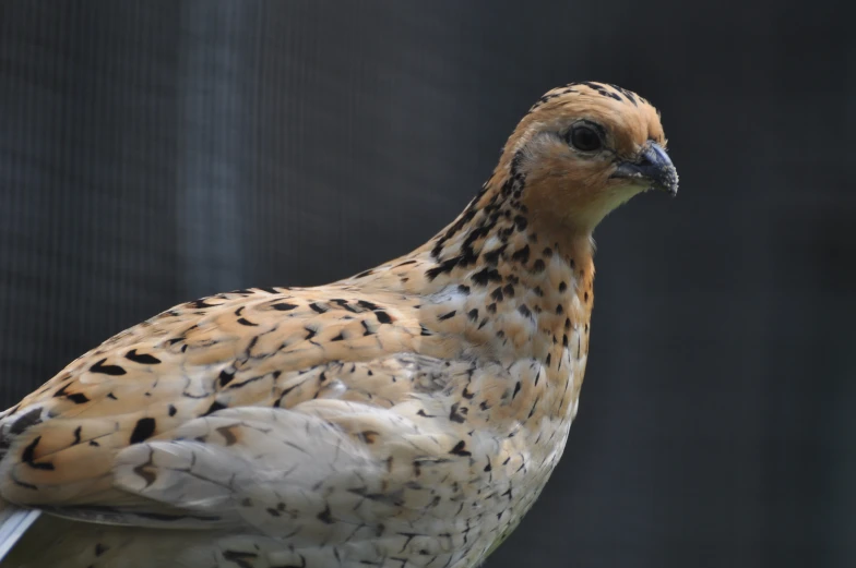 a bird is sitting on a perch in a cage