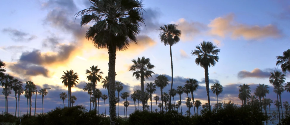 a row of palm trees at dusk