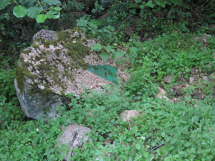 a lone rock is next to the moss on the ground