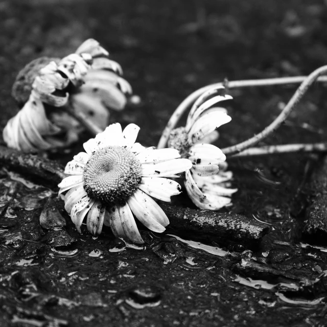 flowers sit on the ground in a black and white po