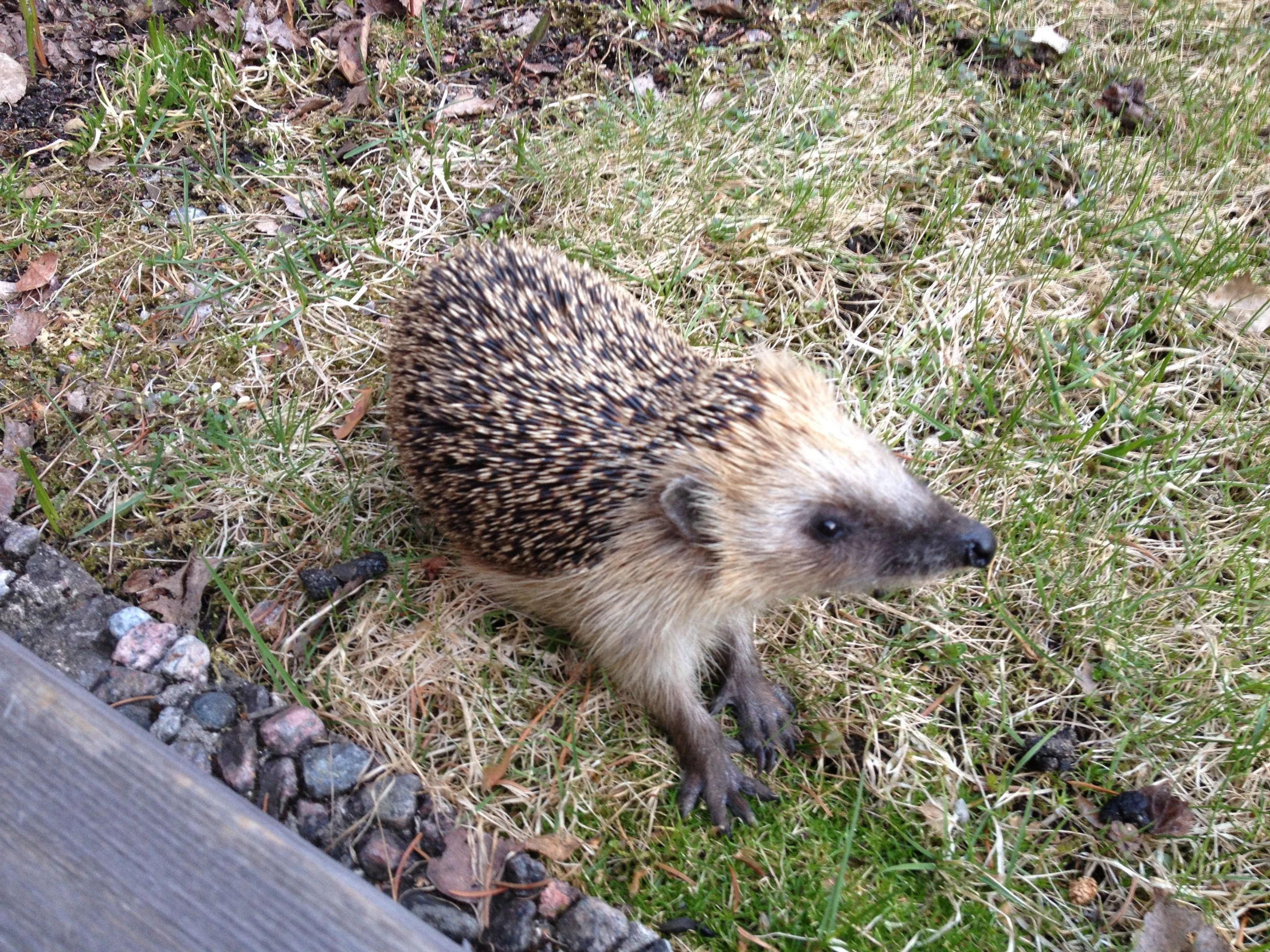 a porcupine walking in the grass and some rocks