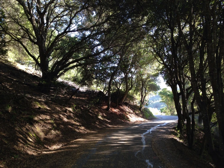 a car parked on the side of a road in between trees