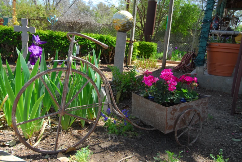 a garden with various flowers in the dirt