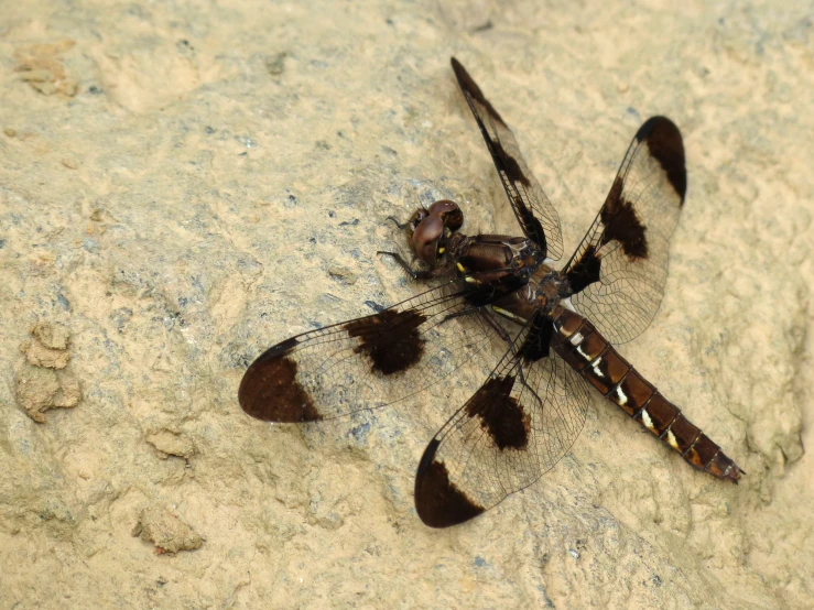 a small brown and black insect sitting on top of a rock