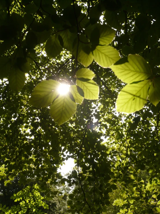 a sun shining through the trees in a forest