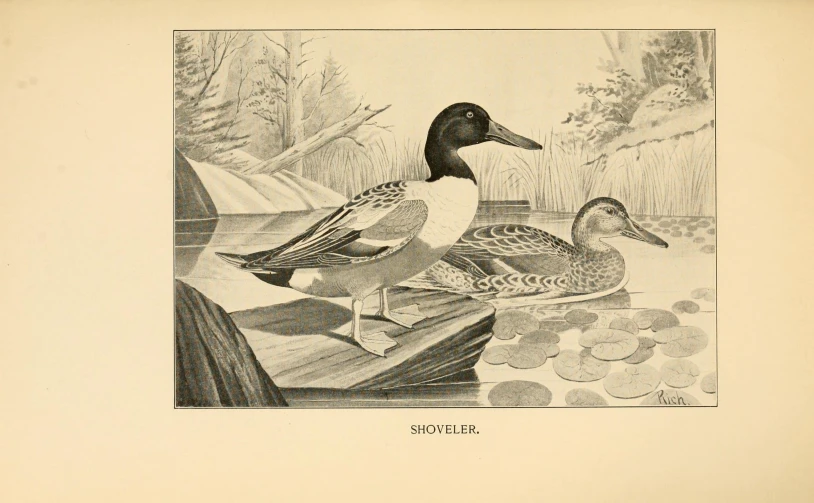 a drawing of ducks sitting on a book