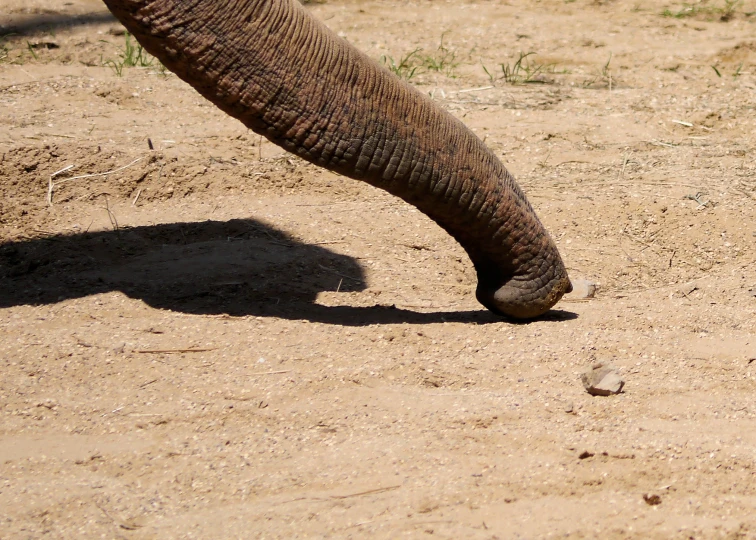 the head and back of an elephant walking across the sandy ground