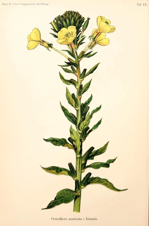 illustration of a long stem flower with stamen