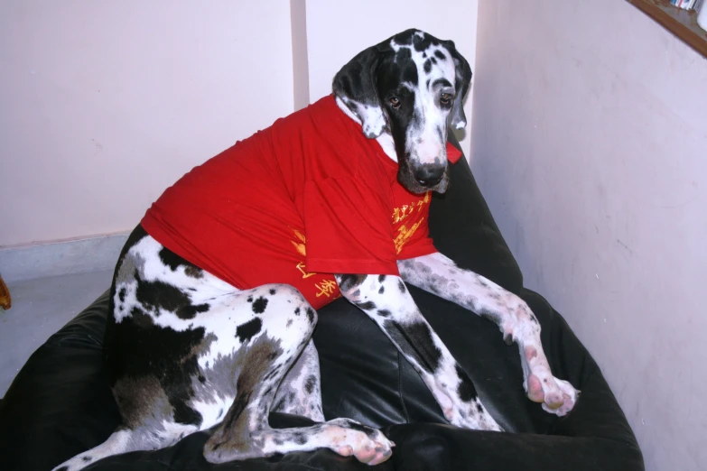 dalmation dog wearing red shirt lying on black chair