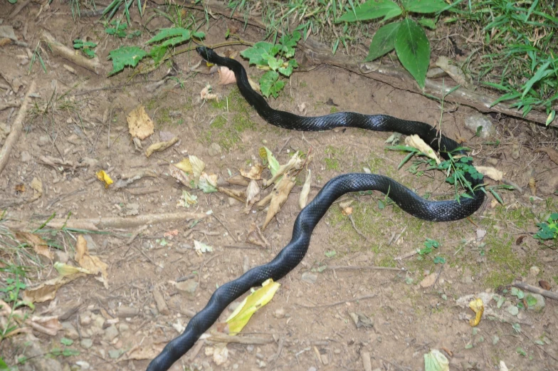 a snake is in the forest eating soing