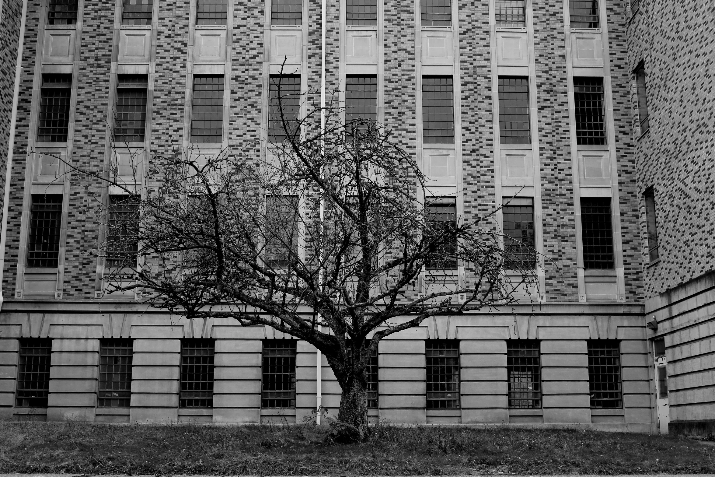 the tree is alone on the grass in front of the building