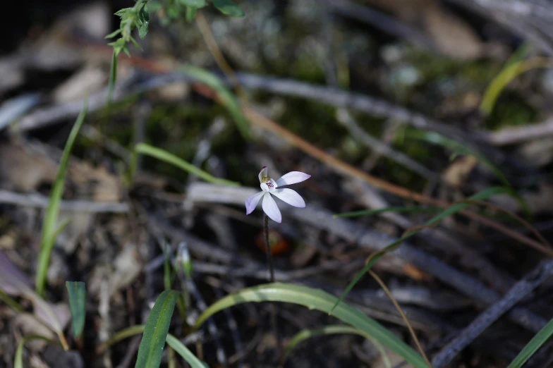 a white flower in the middle of the grass