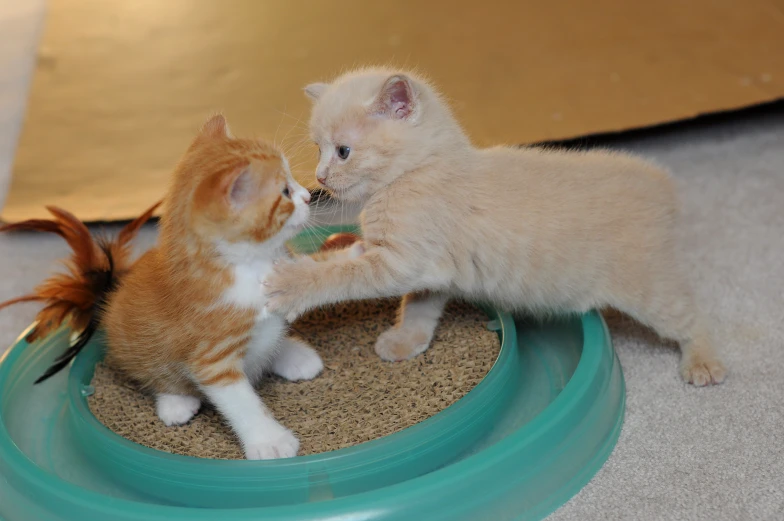 the kitten is playing with another kitten in the mirror