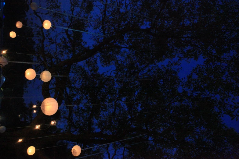 hanging paper lanterns on tree in dark evening