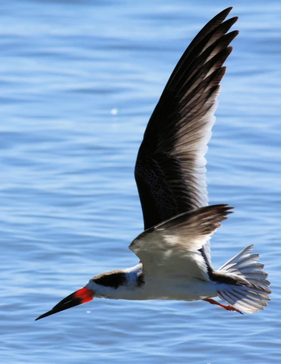 a large white bird with black wings flying over water