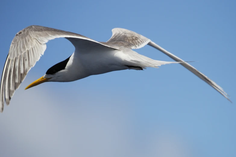 white bird flying in the air over head