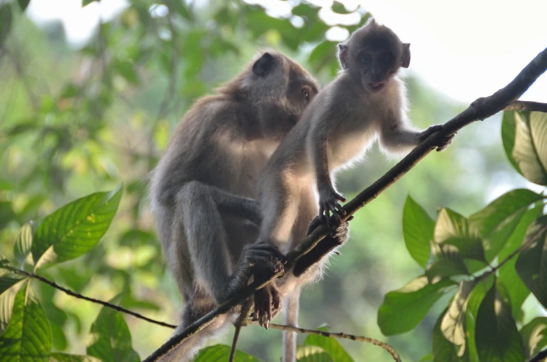 two monkeys perched on the nches of a tree