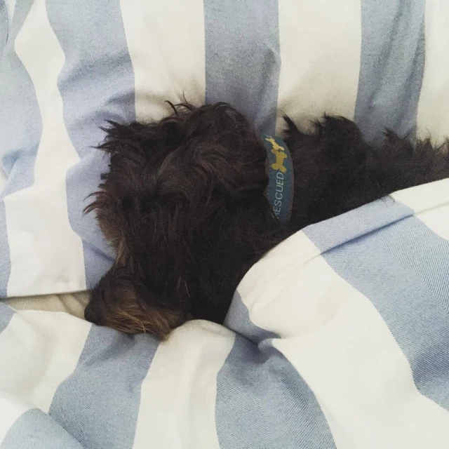 a brown dog laying on top of a blue and white striped blanket