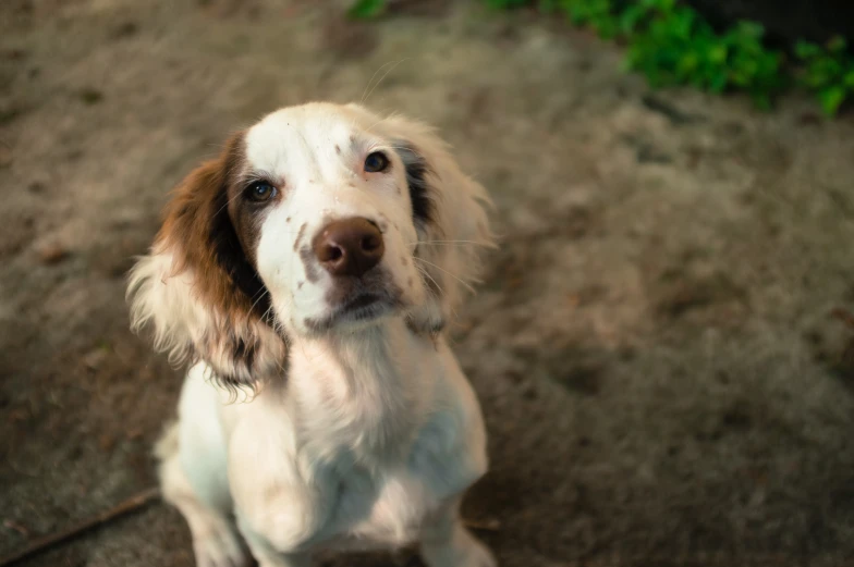 a dog sitting outside in a field looking straight ahead