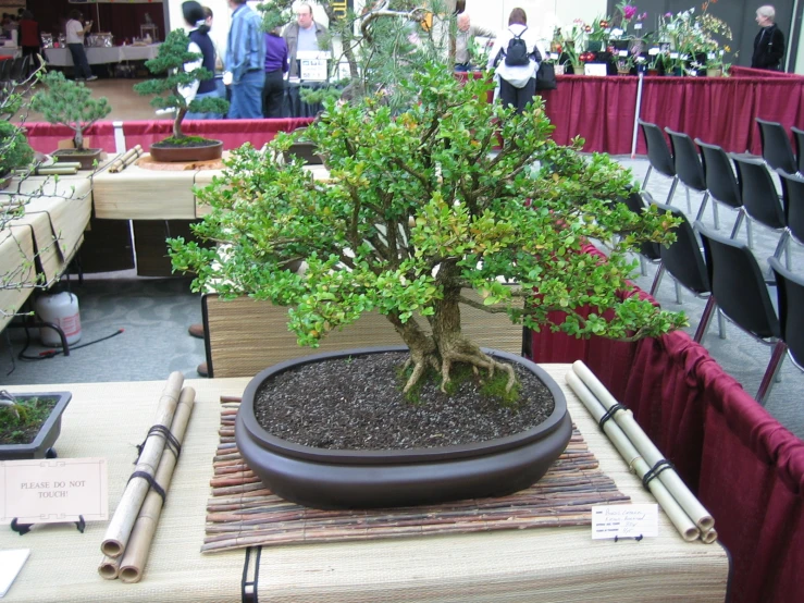 a bonsai tree on display in the middle of a room filled with other tables
