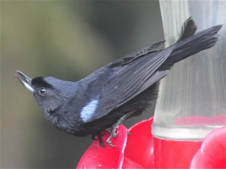 a small black bird sitting on top of a feeder