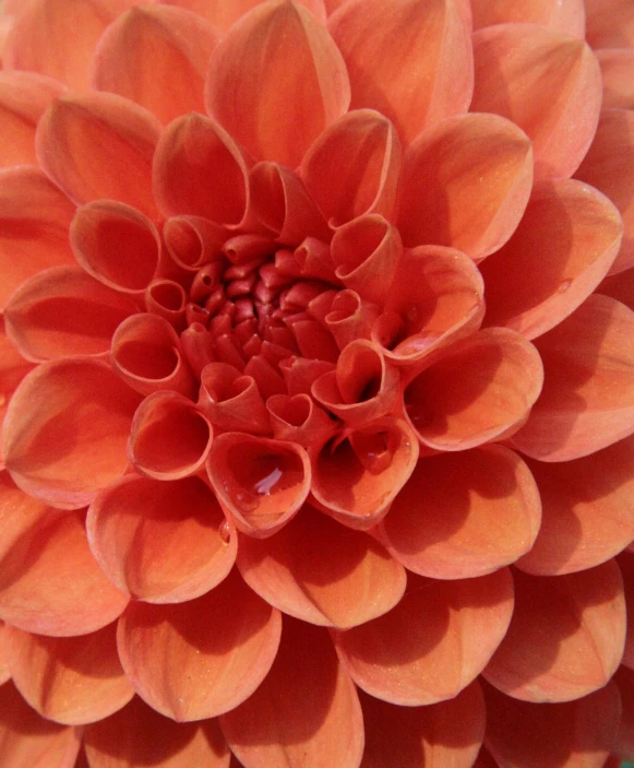 an orange flower is shown with petals