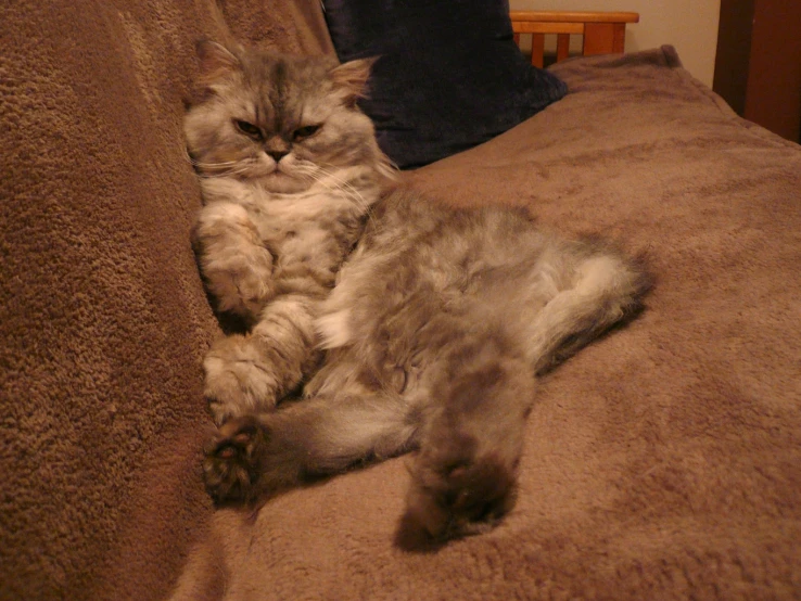 a cat stretched out on top of the bed