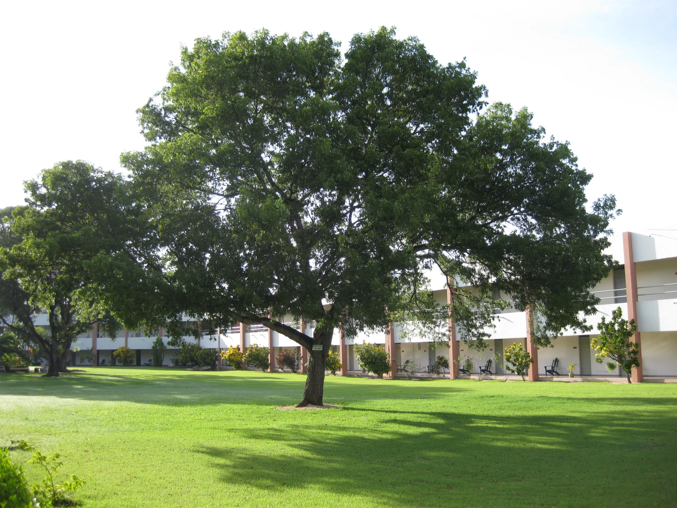 a couple of large trees are in the grass