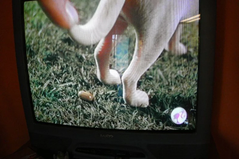 there is a dog on tv showing with his feet