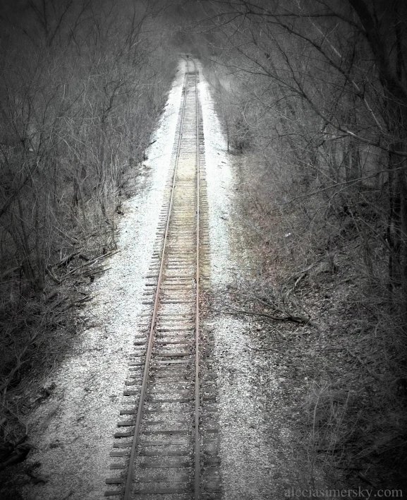 a train track in the woods with a lot of trees on each side