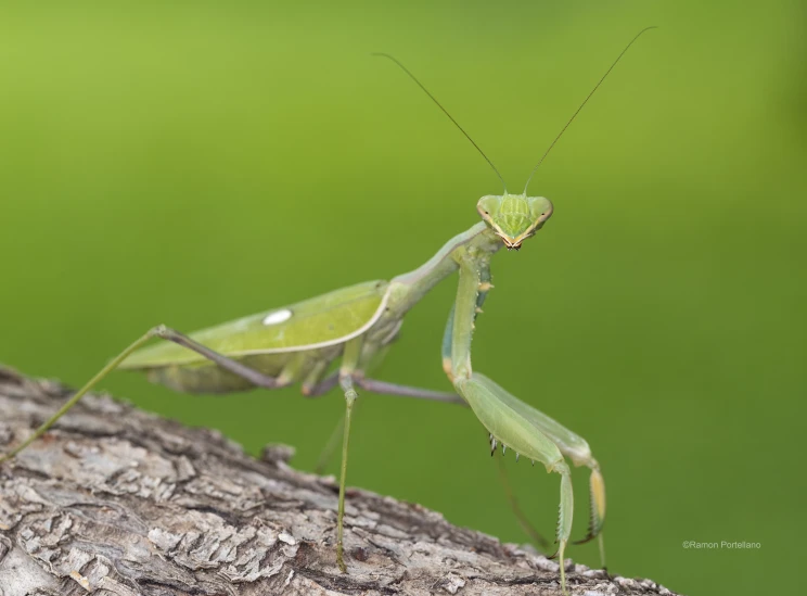 large green insect perched on a tree nch