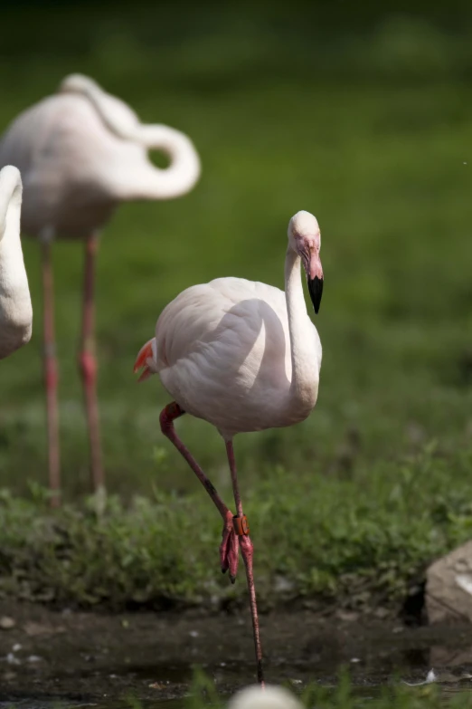 a group of flamingos standing on top of a pond