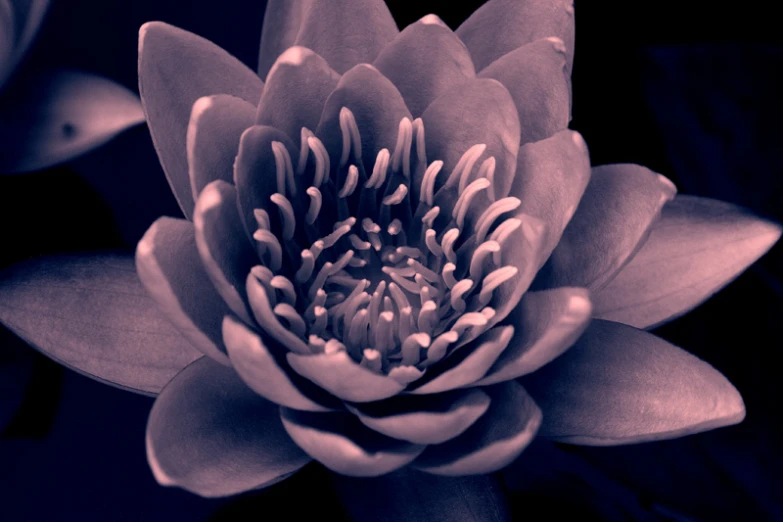 the black and white image shows a water lily