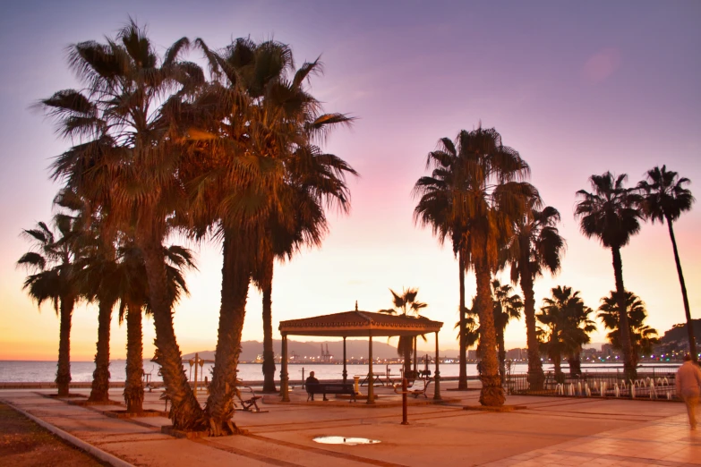 palm trees stand next to the water at sunset